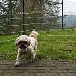 Harzer Weitblick, Bis 2 Hunde Willkommen, W-lan, 2x Smart Tv, Dtv 4 Sterne, 4 Pfoten Braunlage