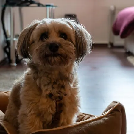 Appartamento Harzer Weitblick, Bis 2 Hunde Willkommen, W-lan, 2x Smart Tv, Dtv 4 Sterne, 4 Pfoten *