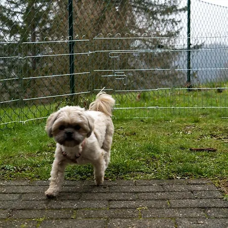 Harzer Weitblick, Bis 2 Hunde Willkommen, W-lan, 2x Smart Tv, Dtv 4 Sterne, 4 Pfoten Braunlage