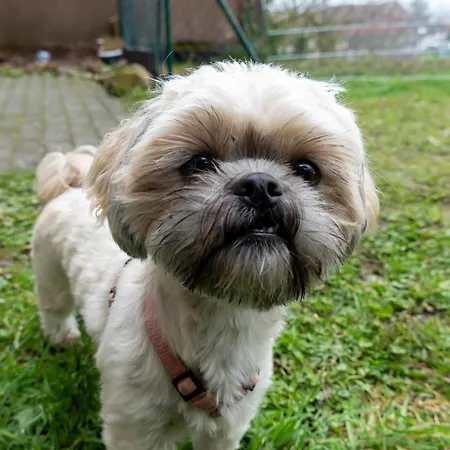 公寓 Harzer Weitblick, Bis 2 Hunde Willkommen, W-lan, 2x Smart Tv, Dtv 4 Sterne, 4 Pfoten 布劳恩拉格
