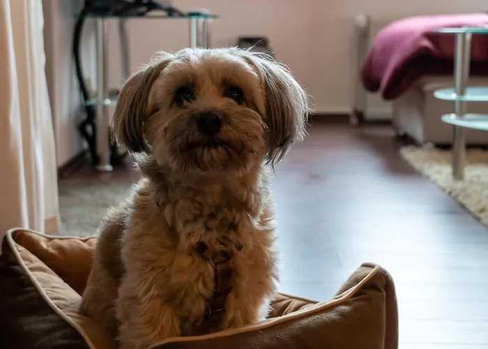 公寓 Harzer Weitblick, Bis 2 Hunde Willkommen, W-lan, 2x Smart Tv, Dtv 4 Sterne, 4 Pfoten *