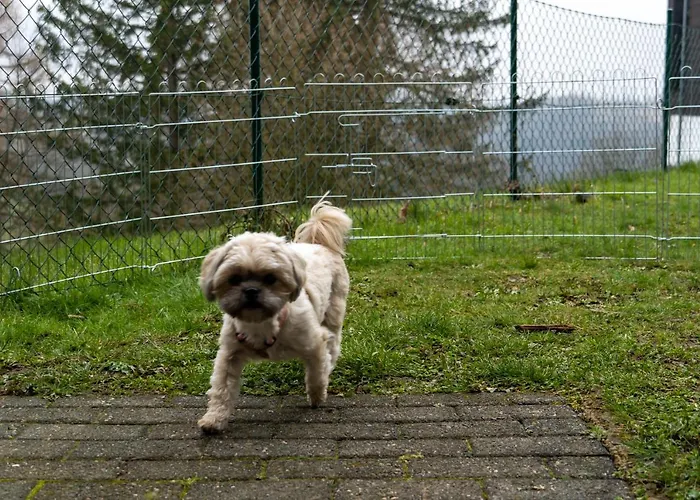 Harzer Weitblick, Bis 2 Hunde Willkommen, W-lan, 2x Smart Tv, Dtv 4 Sterne, 4 Pfoten 브라운라제