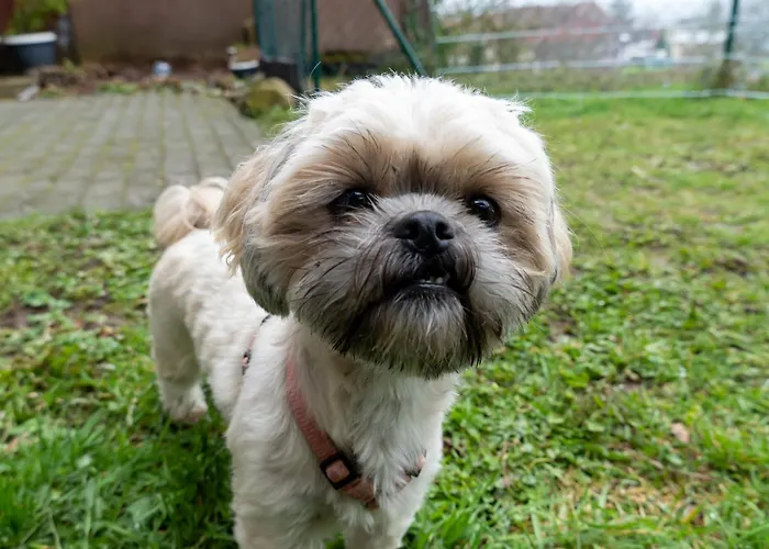 公寓 Harzer Weitblick, Bis 2 Hunde Willkommen, W-lan, 2x Smart Tv, Dtv 4 Sterne, 4 Pfoten 布劳恩拉格